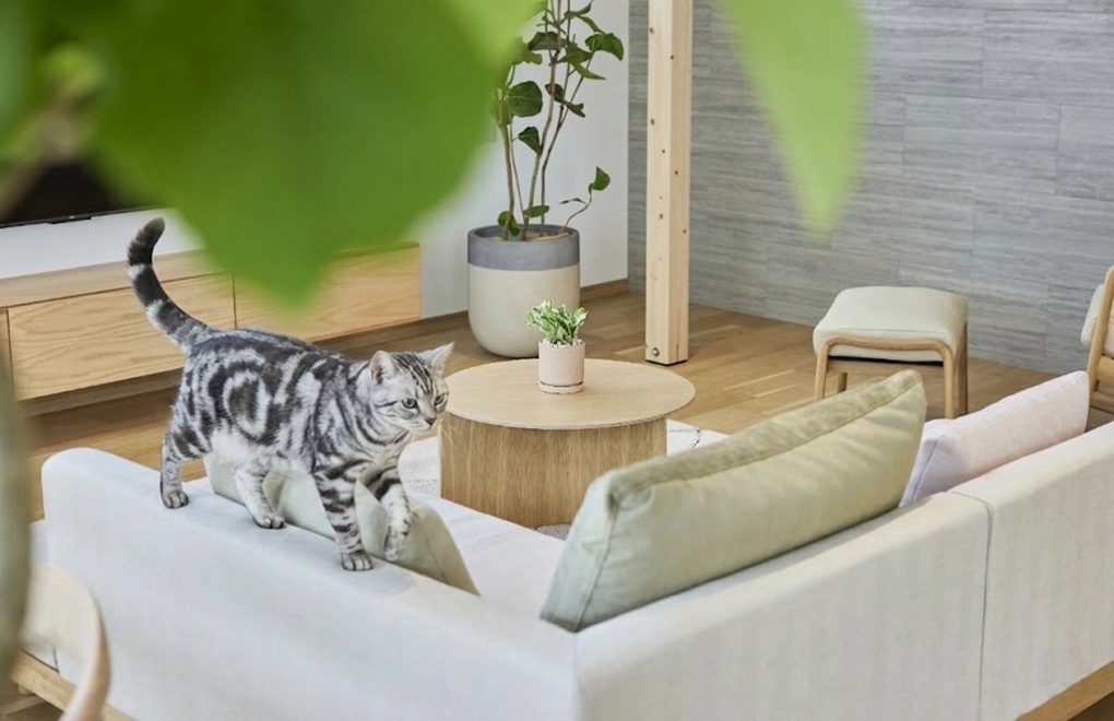 日々の対策｜猫との暮らしを整える工夫