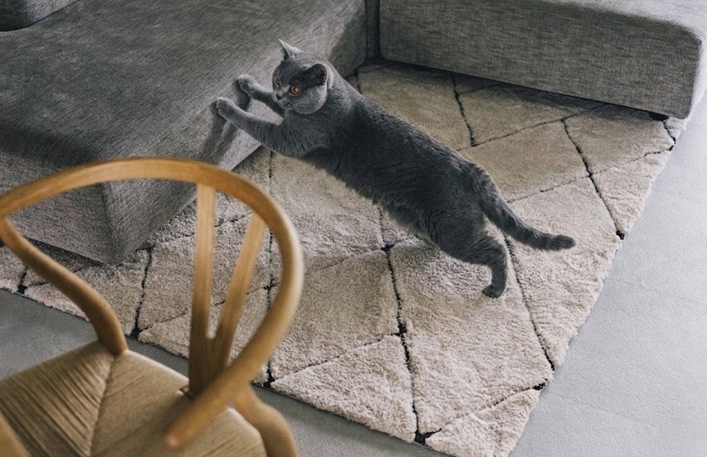 猫はなぜソファで爪をとぐ？標的になりやすい3つの条件