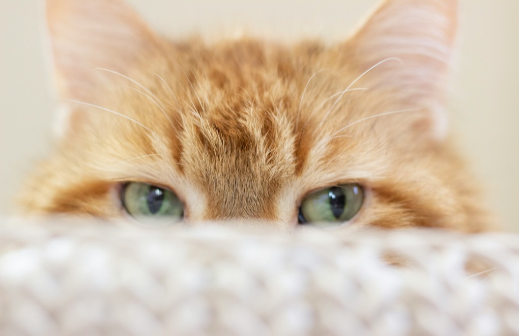 猫に強いソファの素材は？生地選びの判断基準