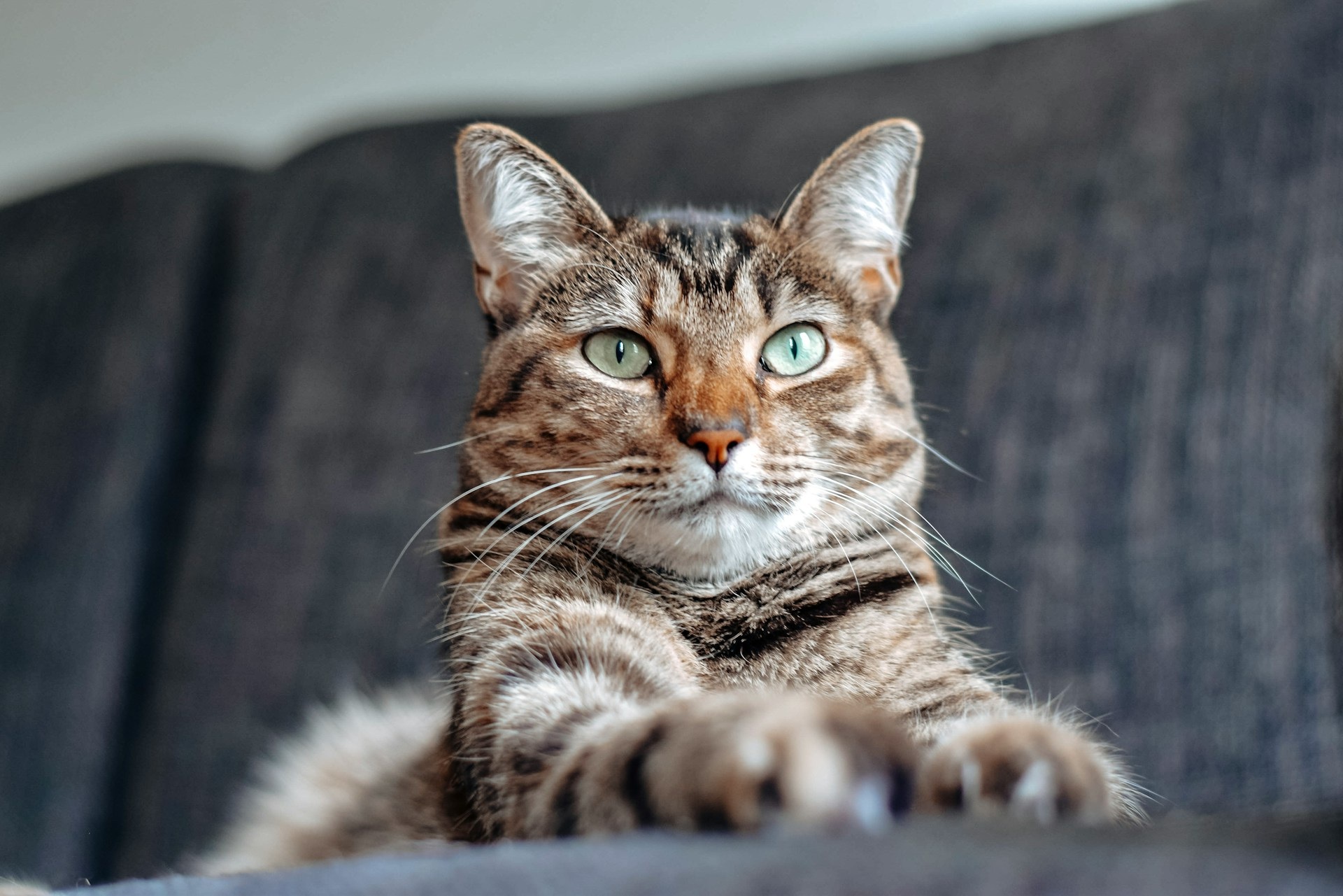 猫のいる暮らしにソファを|爪とぎ対策と失敗しにくい素材の選び方